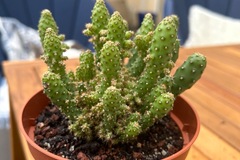 Sales: Cactus Opuntia monacantha