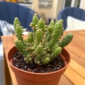 Sales: Cactus Opuntia monacantha