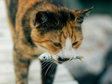 Wellness Session Single: Cat Nutrition with Jimmy