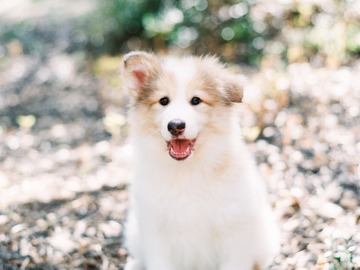 Wellness Session Single: Comprehensive Pre-Puppy Consultation: Prepare for Your New Puppy!