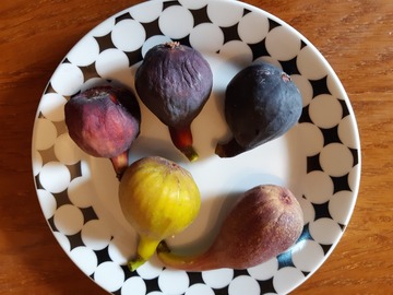 Vente:  Boutures Figuiers 30 varietes disponibles