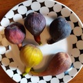 Vente:  Boutures Figuiers 30 varietes disponibles