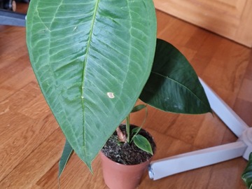 Sales: Anthurium à échanger ou vendre