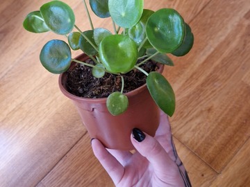 Exchange: Pilea à échanger 