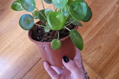 Exchange: Pilea à échanger 