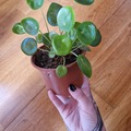 Exchange: Pilea à échanger 