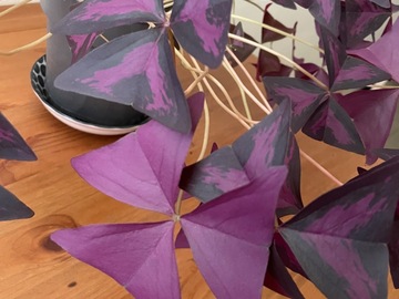 Vente: Oxalis Triangularis 
