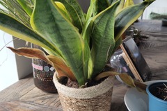 Giving away: Langue de belle-mère Grenoble