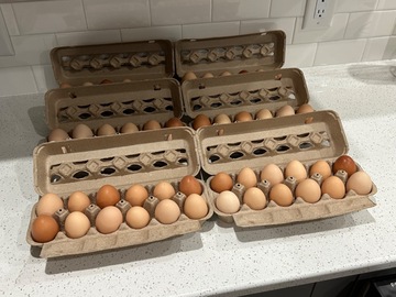 Selling with In-person Payment: Fresh Organic, Non-GMO Brown Eggs