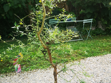Vente: Vends 2 plantes Citron caviar