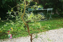 Vente: Vends 2 plantes Citron caviar