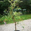 Vente: Vends 2 plantes Citron caviar