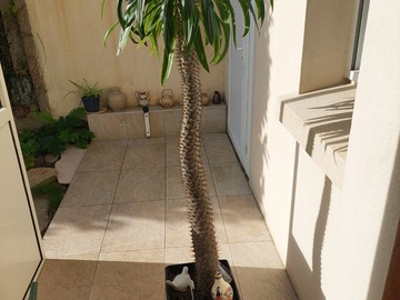 Vente: Pachipodium lamerie