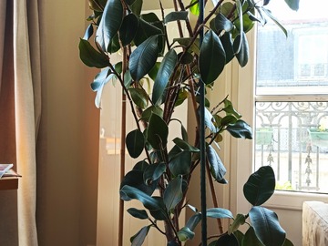 Giving away: Don d'un ficus adulte