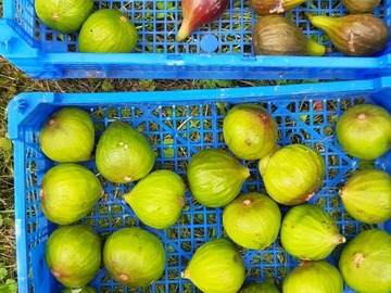 Vente: Lot 10 varietes differentes de figuier (boutures )