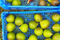 Vente: Lot 10 varietes differentes de figuier (boutures )