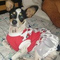 Productos: confecciones patitas alegres 