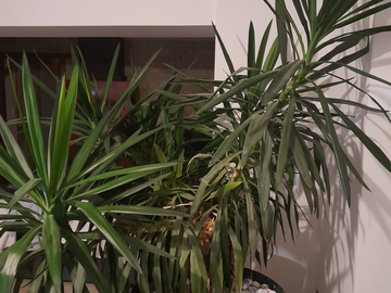 Sales: Yucca pied elephant 