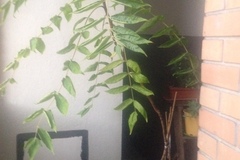 Giving away: Adoptez un frêne malheureux en pot _ URGENT