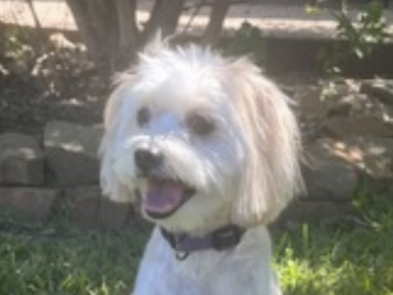   : Gizmo