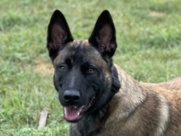   : Arwen - ADOPTED
