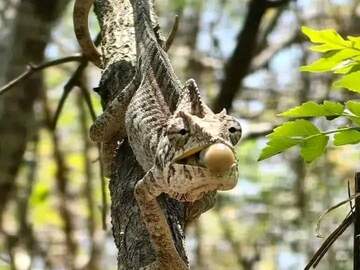 Nature & Wildlife: Experience Lokobe National Park | Nosy Be