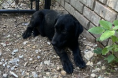   : Macaroni, Burger and Hotdog 