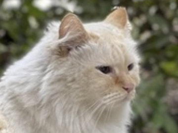  : Fluffy Kitty