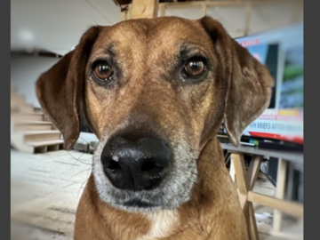   : Ramsay - ADOPTED