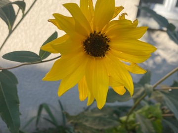 Vente: Hélianthe 
