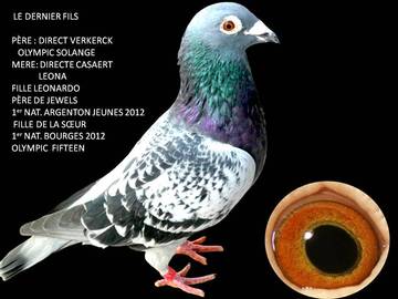 Vente avec paiement en ligne: Pigeon de Fond Verkeerk x Casaert