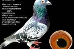 Vente avec paiement en ligne: Pigeon de Fond Verkeerk x Casaert