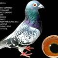 Vente avec paiement en ligne: Pigeon de Fond Verkeerk x Casaert