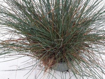 Sales: FETUQUE BLEU en pot 7cm