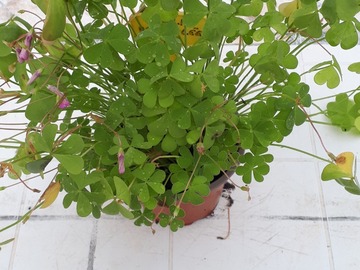 Vente: OXALIS ARTICULEE