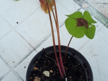 Sales: OXALIS