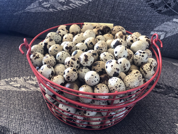 Selling with In-person Payment: Jumbo Coturnix Eggs- Organic and no GMO/Corn/Soy
