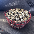 Selling with In-person Payment: Jumbo Coturnix Eggs- Organic and no GMO/Corn/Soy