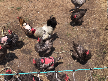 Selling with In-person Payment: Chicken and Jumbo Coturnix Eggs- Organic and no GMO/Corn/Soy