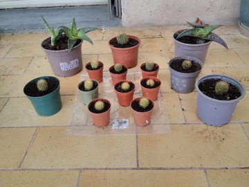 Vente: Cactus et à aloé maculé