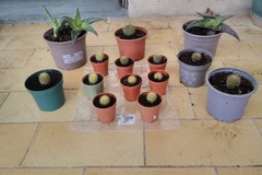 Sales: Cactus et à aloé maculé