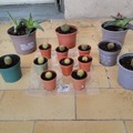 Sales: Cactus et à aloé maculé