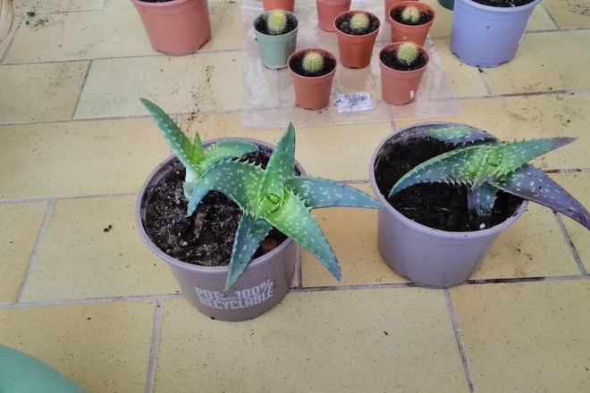 Cactus et à aloé maculé