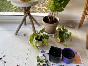 Sales: Pilea peperomioides 