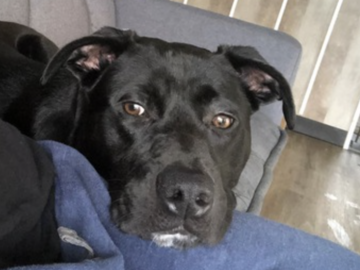   : Blayze Midnight Lee