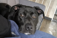   : Blayze Midnight Lee