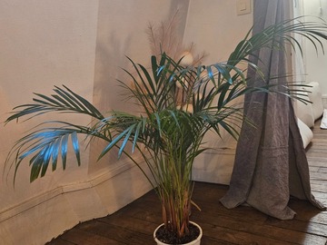 Sales: Dypsis