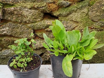 Sales: Plantes aromatiques et ornementales 