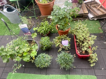Vente: Lot entier de plantes extérieur 75euros