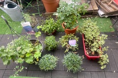 Sales: Lot entier de plantes extérieur 75euros